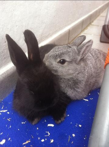 - (Tiere, Kaninchen, Schlappohren)