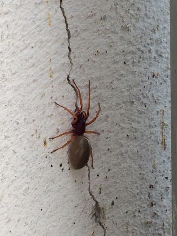 Spinne an der Hauswand - (Insekten, Spinnen)