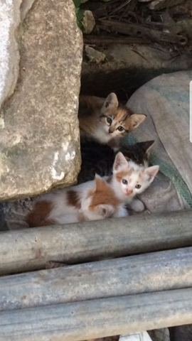 5 Katzenbabys Ohne Mutter Aufziehen Katzenfutter