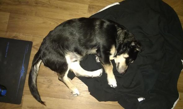 5 monate alter welpe fragen tiere hund grosse