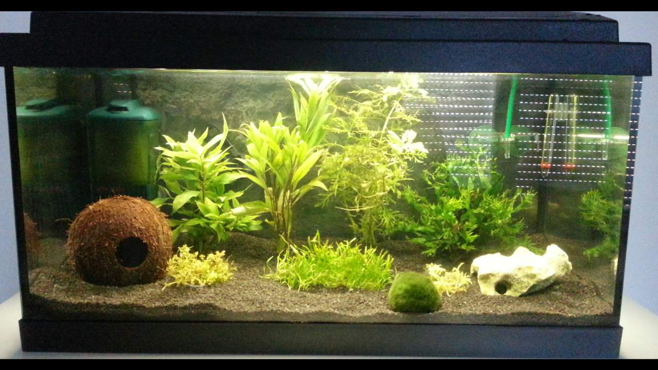 60l Aquarium Besatz Beispiele 