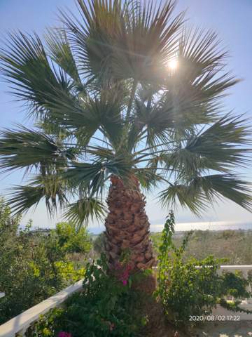 8 Meter hohe Palme ( Mittelmeer) droht die Gartenmauer einstürzen zu lassen, Lösung?