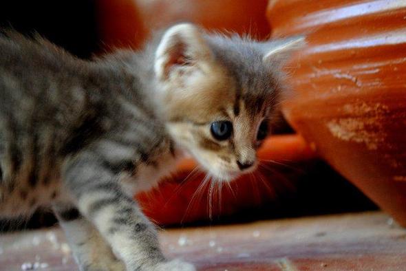 8 wochen altes katzenbaby zu duenn was tun katzen