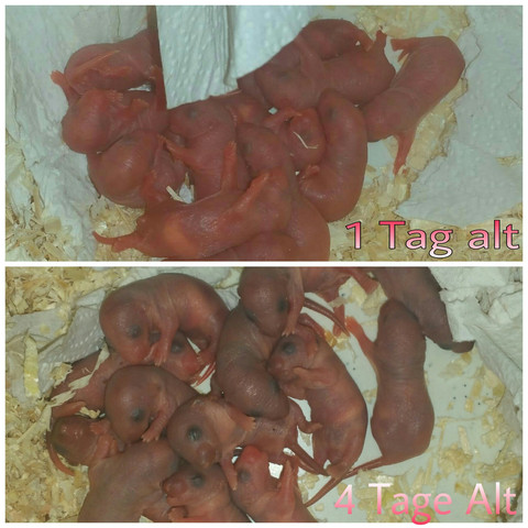 Ratten babys  - (Ratten, ratten babys)