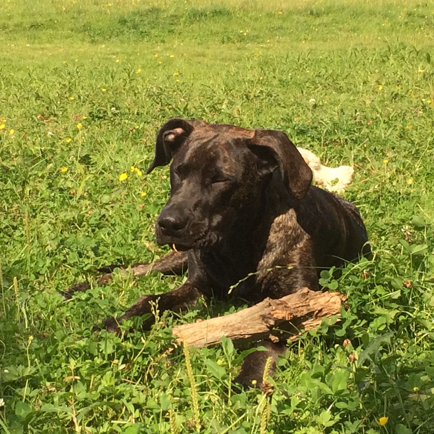 Ab wann ist mein Hund geschlechtsreif