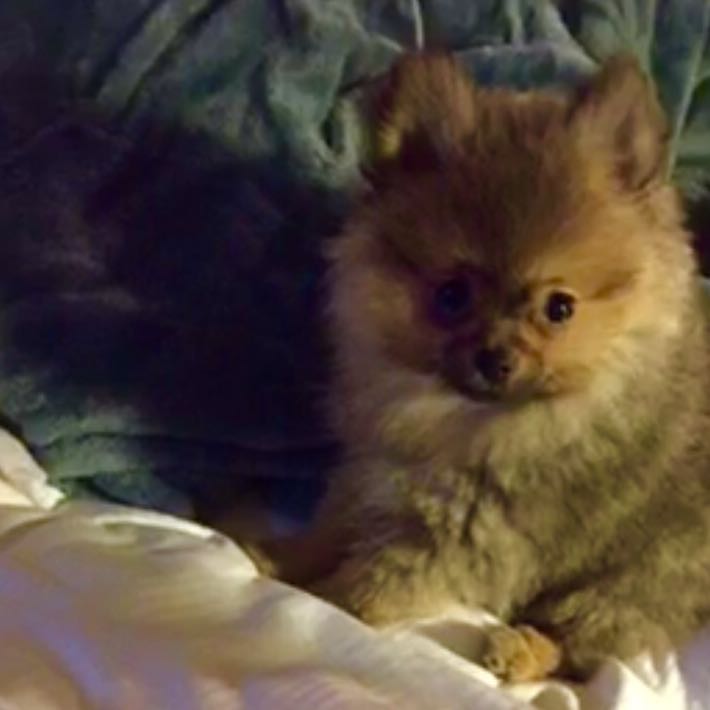 Ab Wann Ist Mein Welpe 4 Monate Zwergspitz Ausgewachsen Hund Welpen