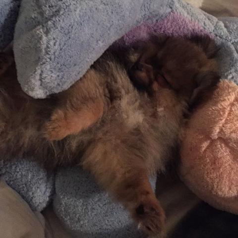 Ab Wann Ist Mein Welpe 4 Monate Zwergspitz Ausgewachsen Hund Welpen