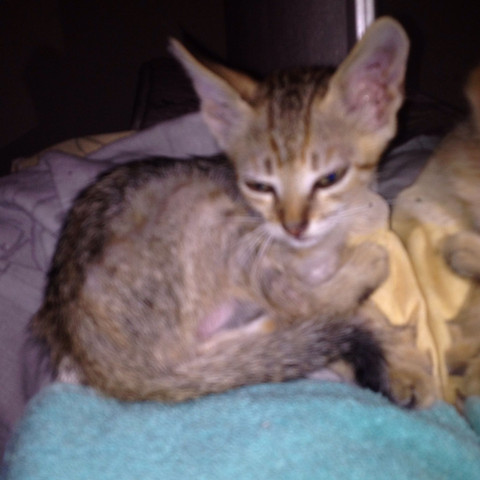 Das ist sie - (Tiere, Katze, Katzen)
