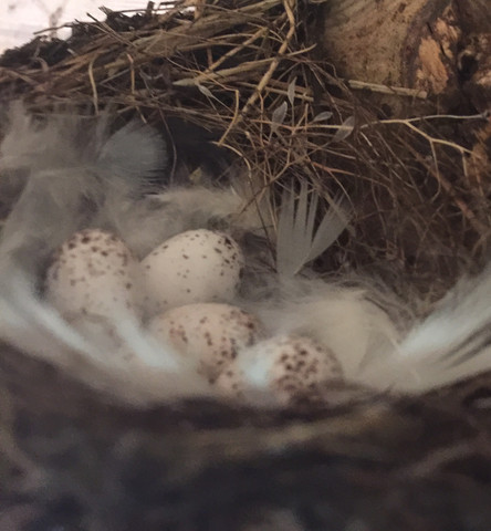 Die 4 Eier im Nest, falls es irgendwie hilft - (Biologie, Party, Vögel)