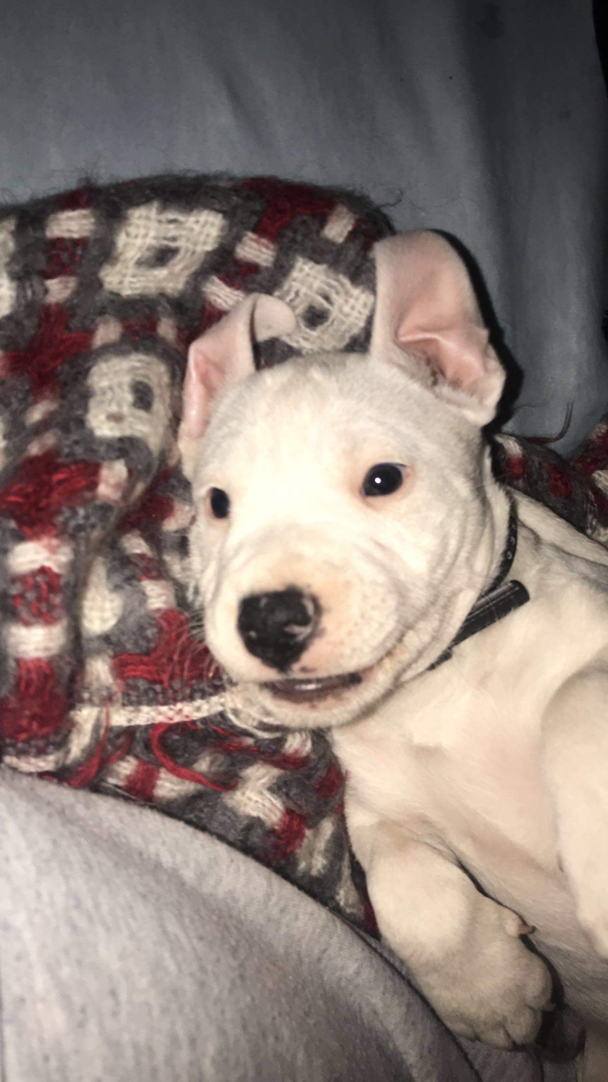 Ab welchem Alter kann man mit dem Muskeltraining bei Welpen beginnen und wie oft sollte der Hund Ab welchem Alter kann man mit dem Muskeltraining bei Welpen beginnen und wie oft sollte der Hund