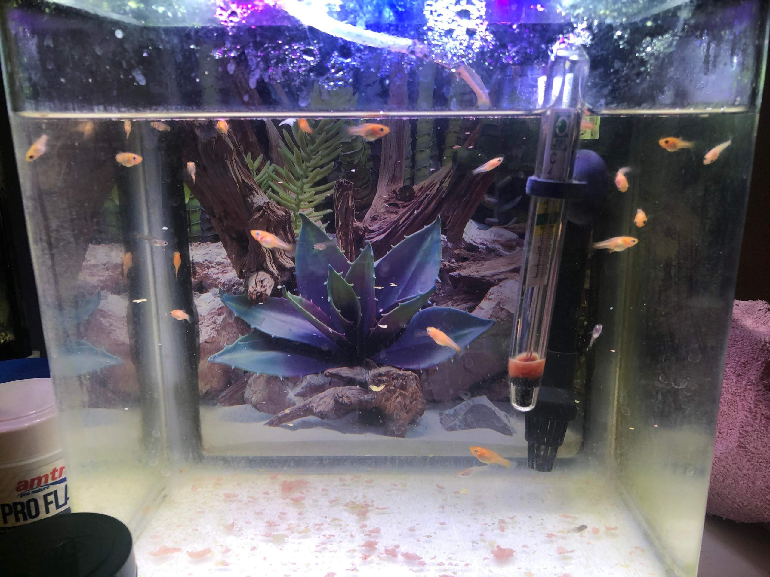Ab wie viel Wochen kann man guppy’s Verkaufen? (Tiere, guppybabys) Ab wie viel Wochen kann man guppy’s Verkaufen? (Tiere, guppybabys)