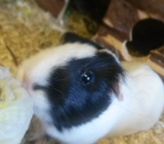 Sweet - (Meerschweinchen, Gehege, Bauhaus)
