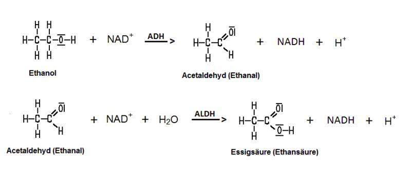 Abbau Von Ethanol In Der Leber Chemie Biologie Abbau Von Ethanol In Der Leber Chemie Biologie