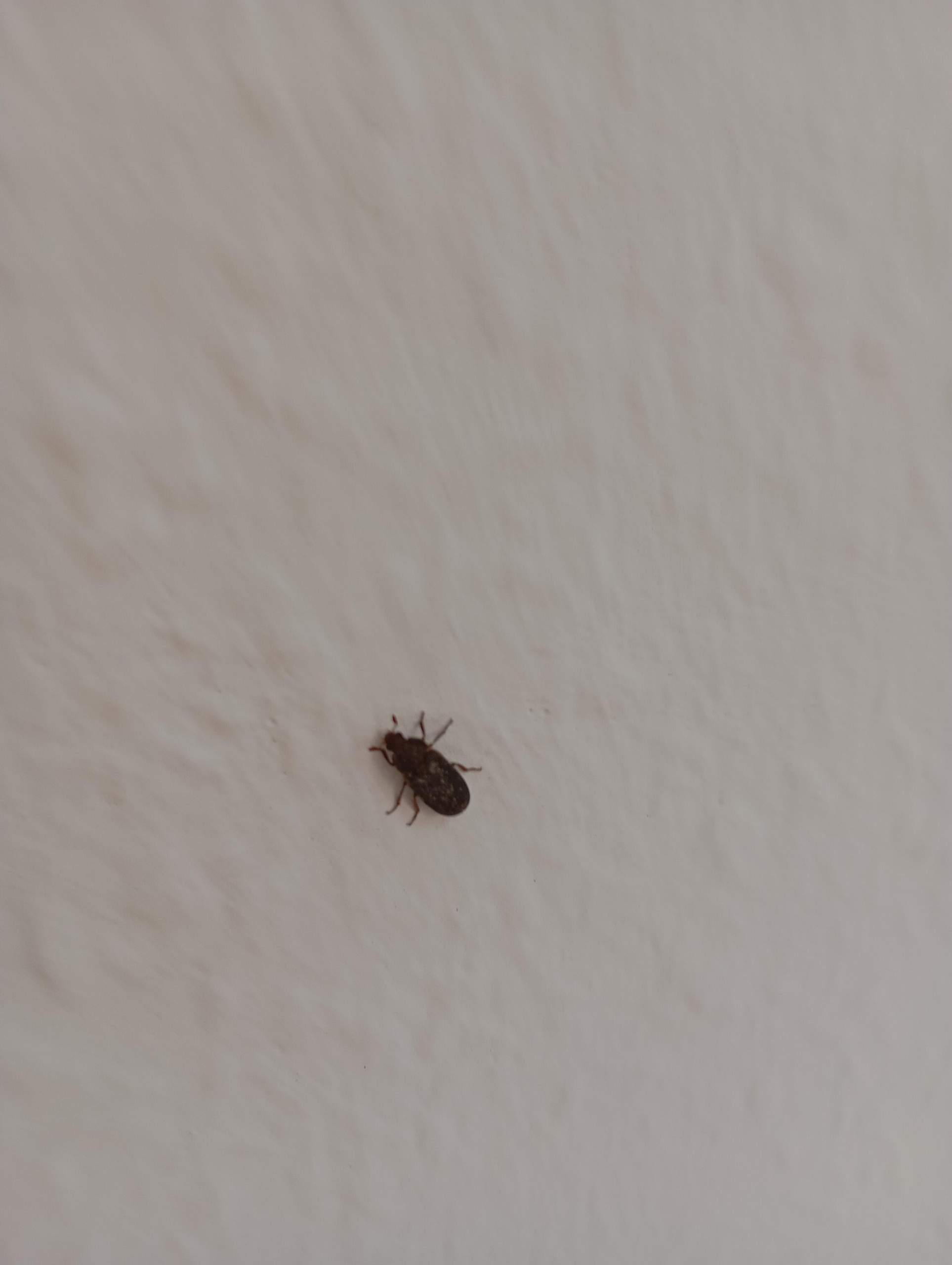 Zeckenartige Kafer In Der Wohnung