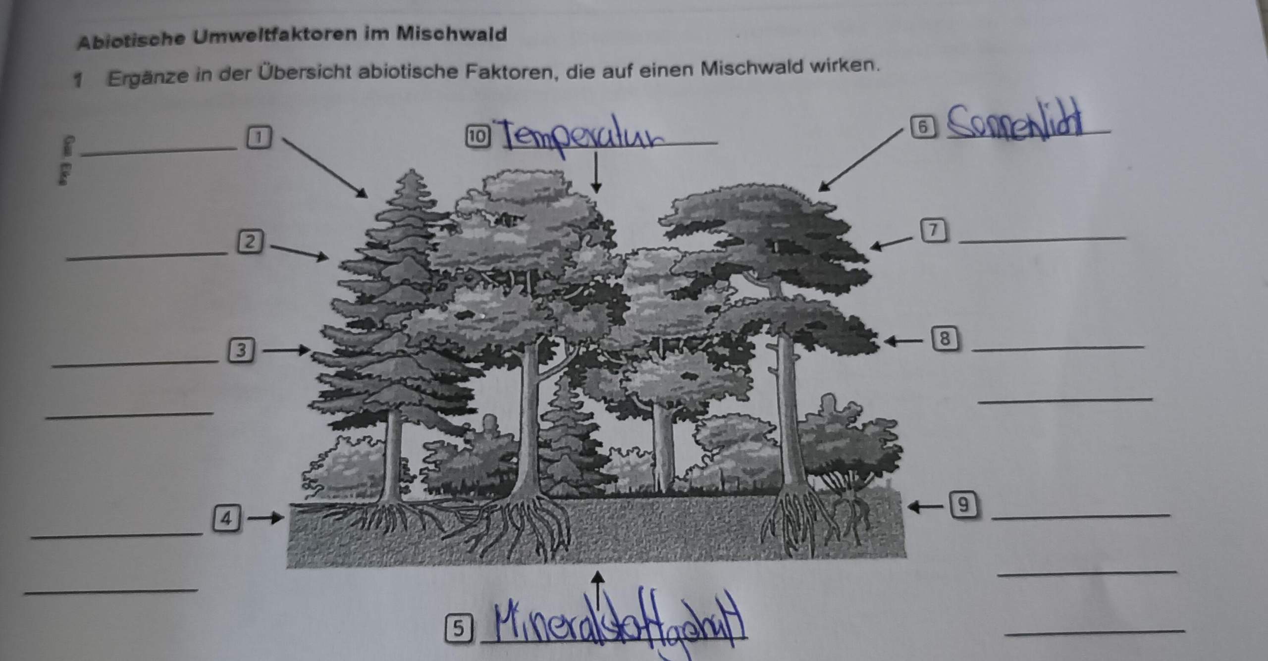 Abiotische Umweltfaktoren Im Mischwald Biologie Abiotisch abiotische-umweltfaktoren-im-mischwald-biologie-abiotisch