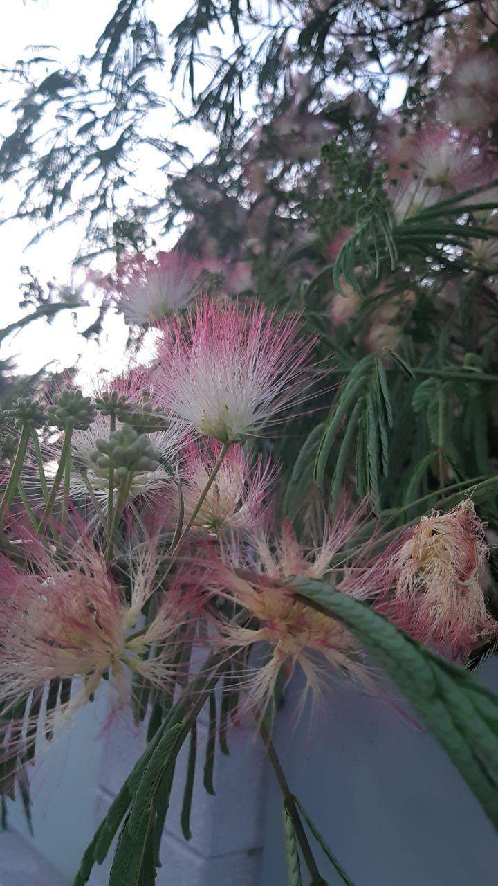 julibrissin, Calliandra brevipes, oder doch etwas