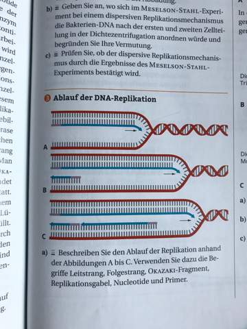  - (Genetik, DNA, Replikationsmechanismus)