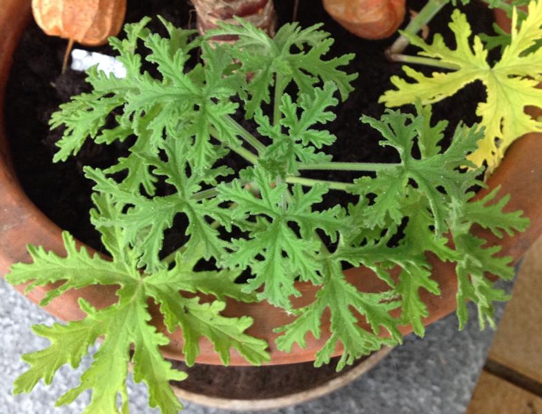 Ableger! Welche Pflanze auf dem Foto kann das sein? (Garten, Pflanzen, Pflanzenpflege)