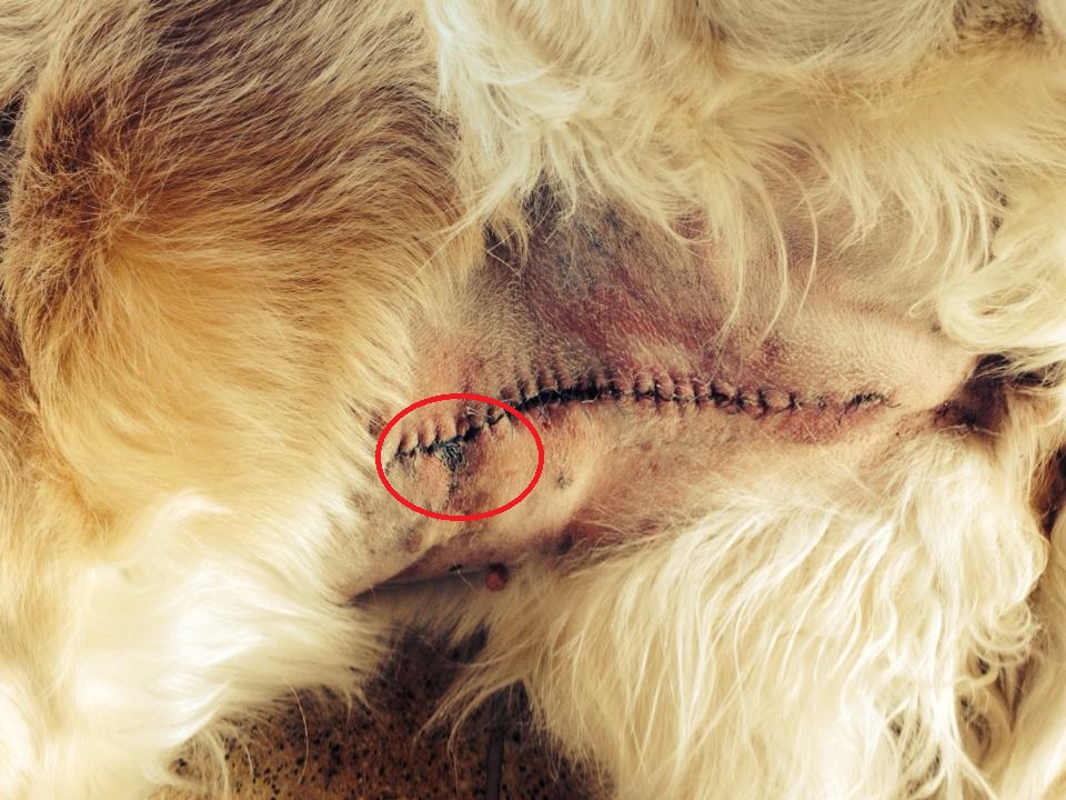 Absterbende Haut nach OP beim Hund (Operation)