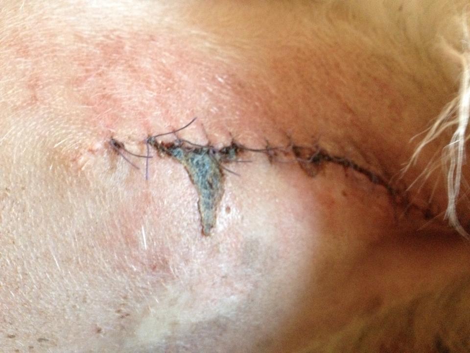 Absterbende Haut nach OP beim Hund (Operation)
