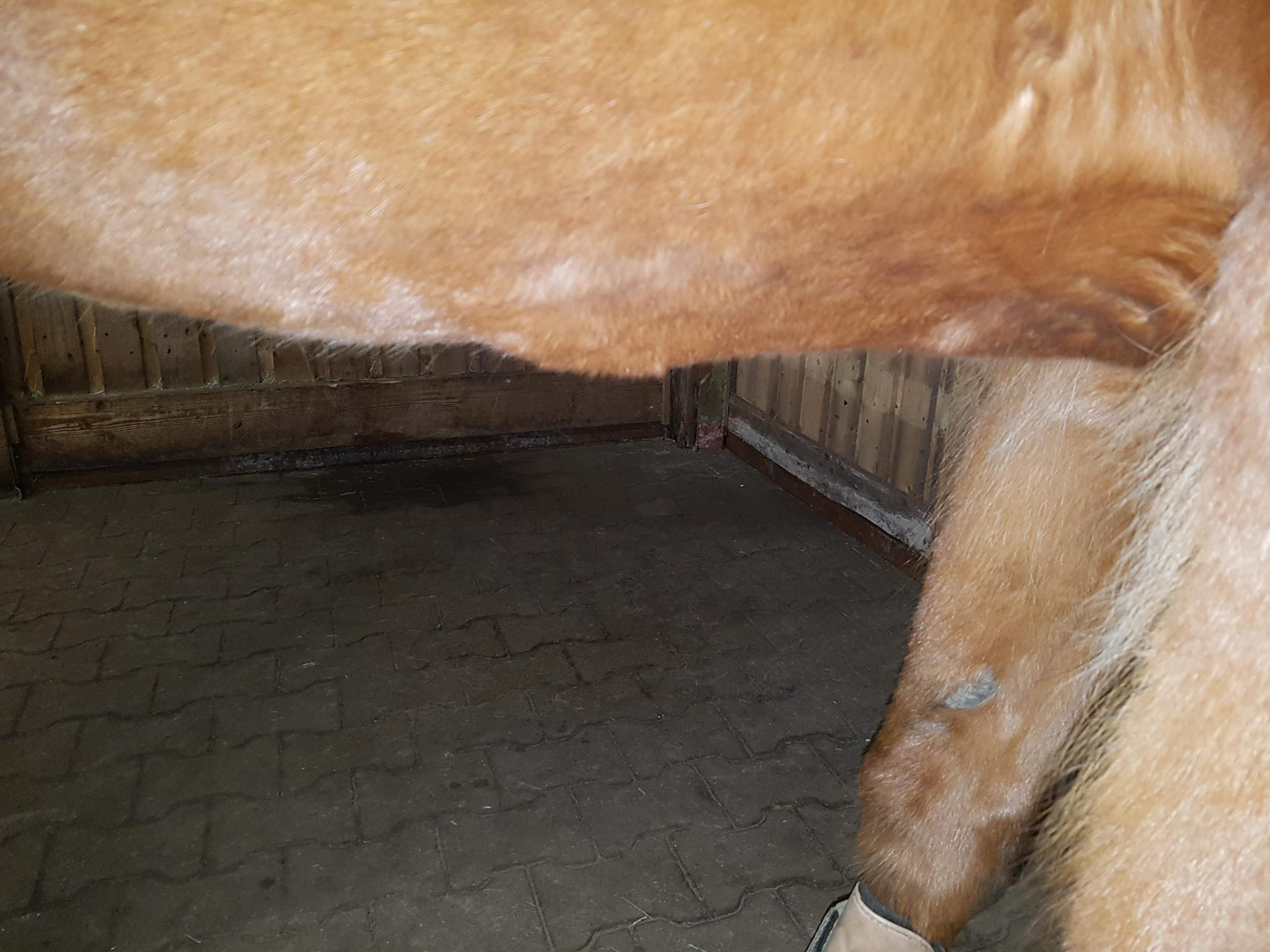 Abszess Pferd Kopf - information online