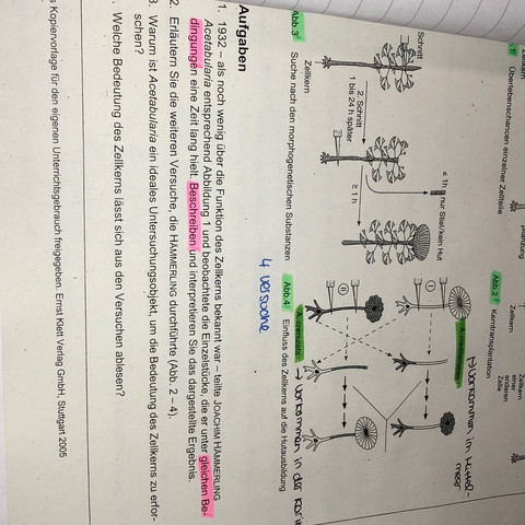 Die Rolle des Zellkerns bei der Fortpflanzung von Acetabularia Die Rolle des Zellkerns bei der Fortpflanzung von Acetabularia