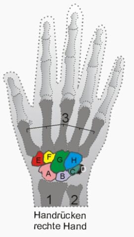 Schmerzen:G,B,H,C,D - (Schmerzen, Handgelenk)