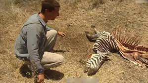 [Achtung Widerlich] Würdet ihr ein totes Zebra essen?