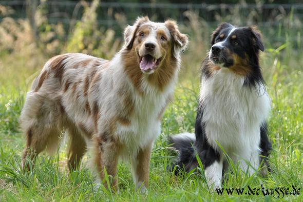 Ahnlich Hundrasse Wie Australian Shepherd Tiere Hund Hunderasse