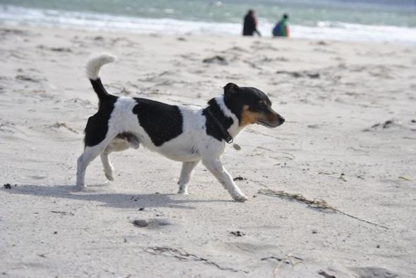 Greek Summer Parson Jack Russell Terrier
