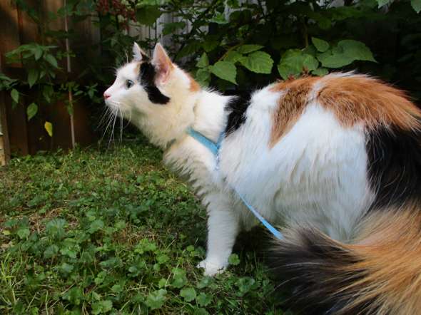 ahnlichkeit mit einer turkisch van katze artgerechte haltung katzenrasse