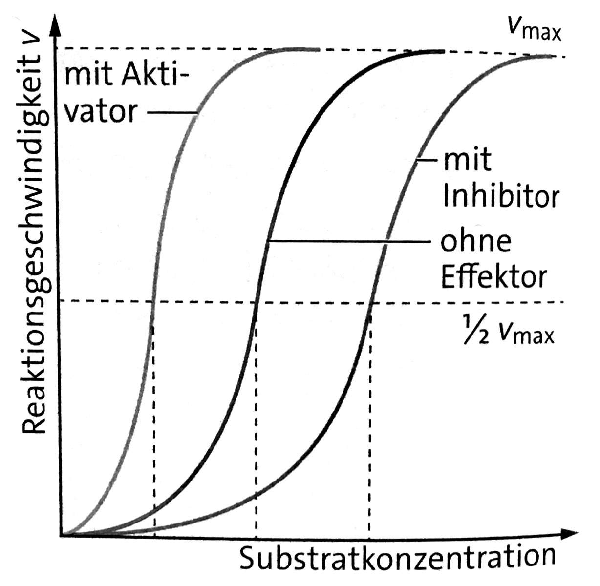 Ändert sich bei der allosterischen Hemmung Vmax? (Biologie, Enzyme)