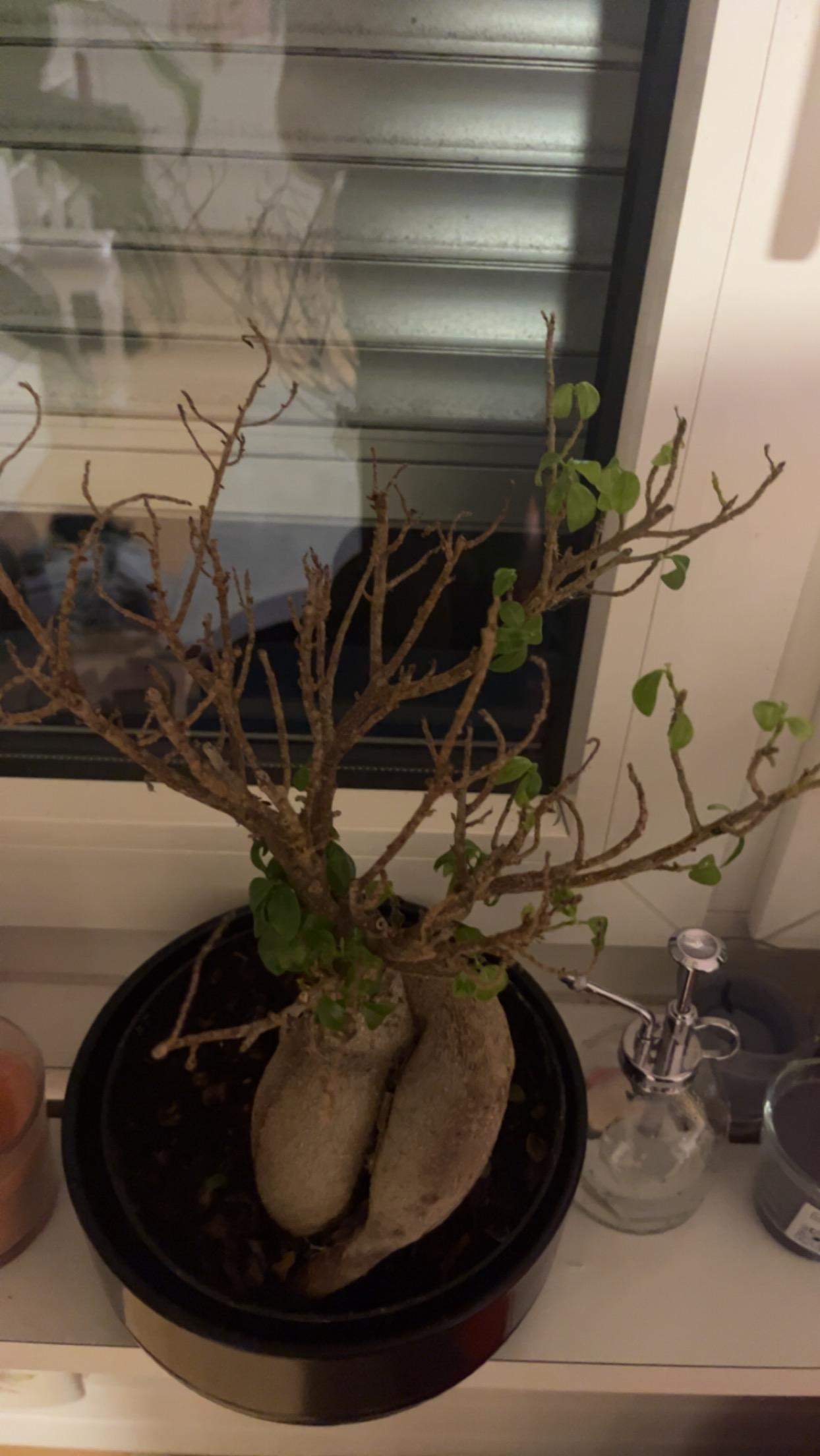 Äste bei meinem Bonsai Baum abschneiden? (Wasser, Pflanzenpflege, Botanik)