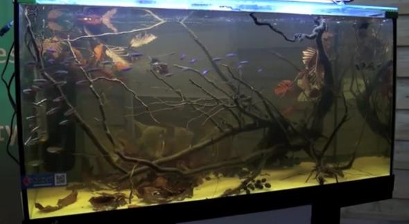 Äste im Aquarium - (Fische, Aquarium)