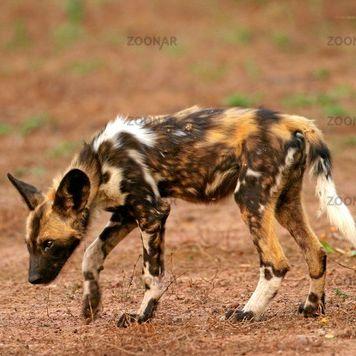 Wildhund  - (Afrika, Wildhund)
