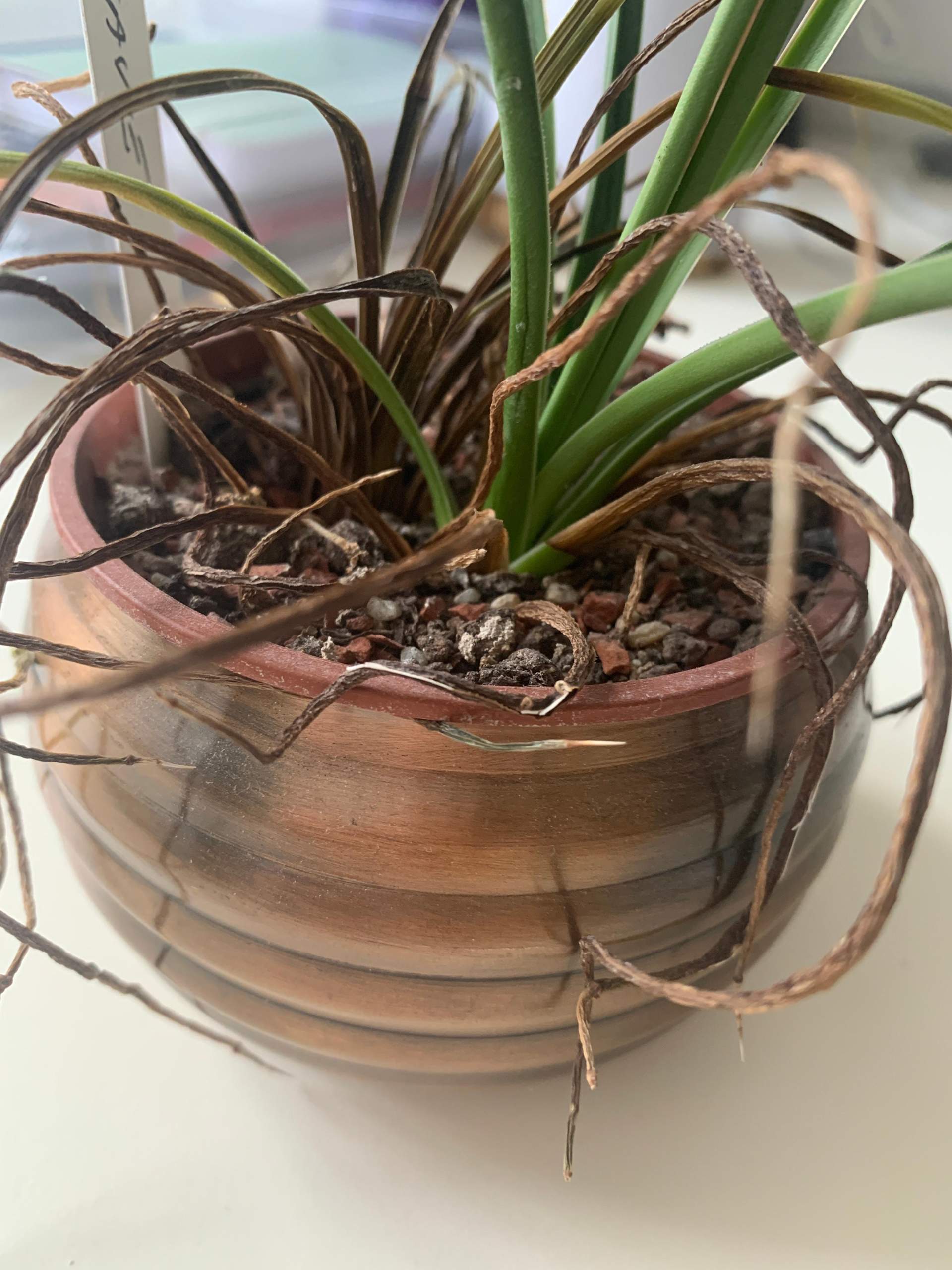 Agave wird braun? (Pflanzen, Kaktus)