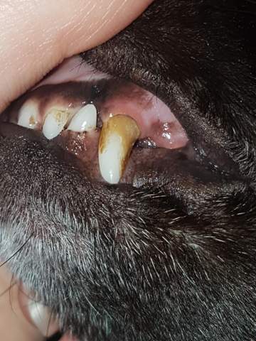 zahnstein bei meinem hund