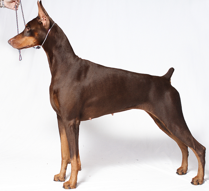 AKC American Doberman Pinscher? (Hunderasse, Dobermann)
