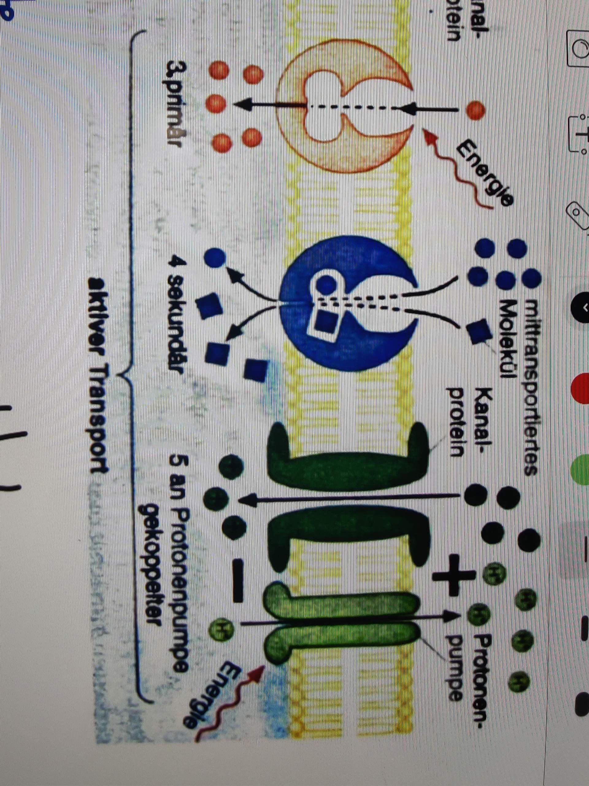Aktiver Membrantransport? (Biologie, Bio, Transport)