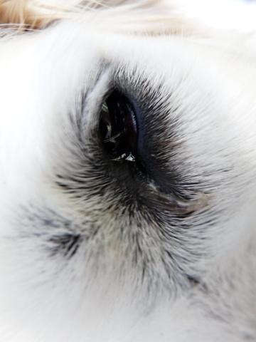 akute anschwellung des unterlids beim hund was kann es sein medizin krankheit tierarzt