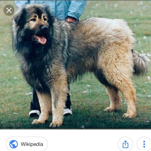 Diese Hunde gibt es in Massen im Kosovo , sie sind da um Schafe zu schĂŒtzen - (Tiere, Hund, Kosovo)