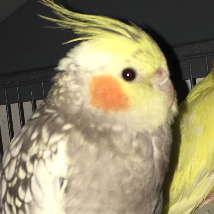 Albino Nymphensittich? (Weibchen)