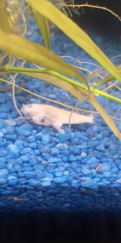 Albino panzerwelse gefressen? (Fische, Aquarium, Welse)