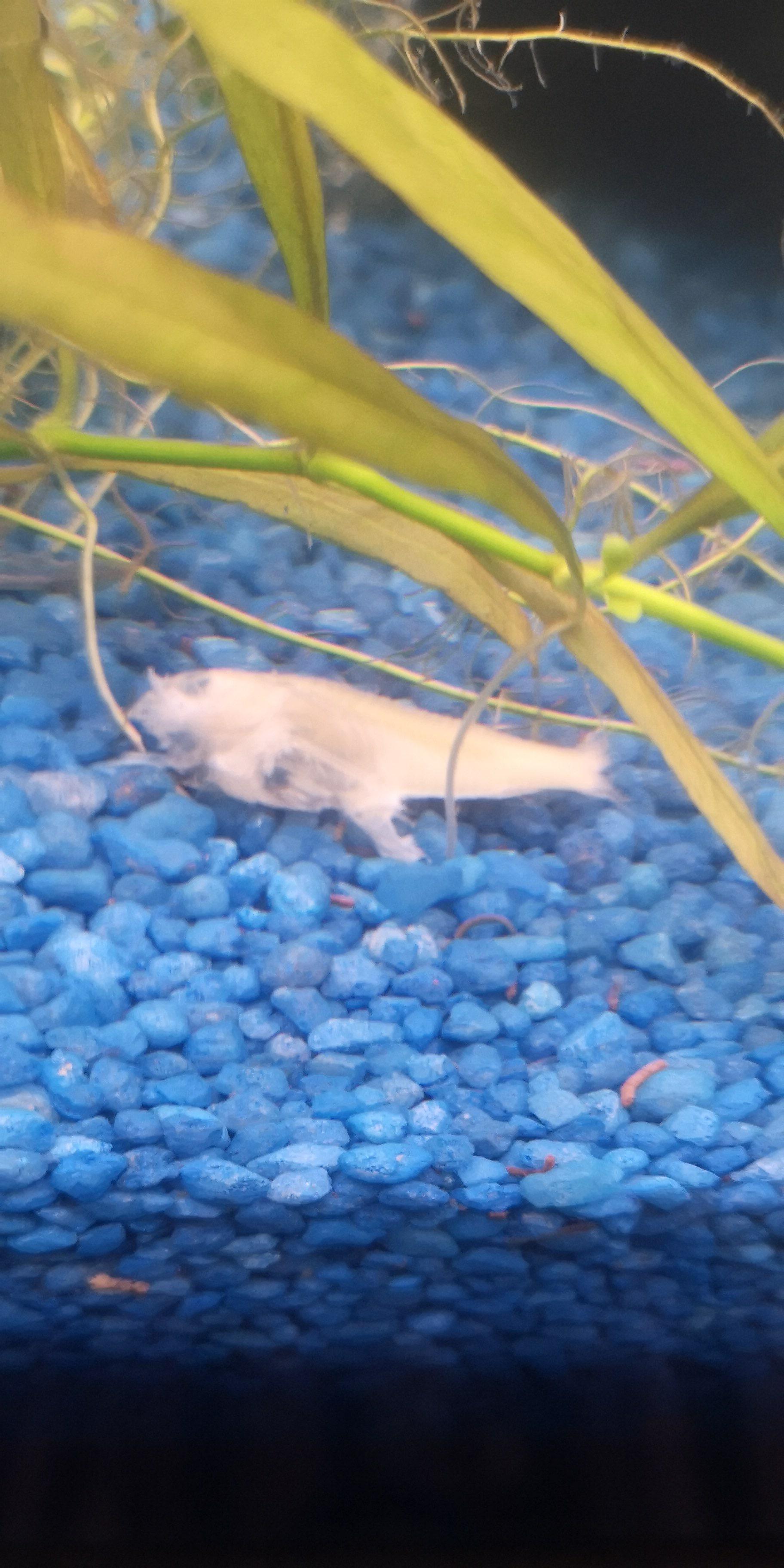 Albino panzerwelse gefressen? (Fische, Aquarium, Welse)