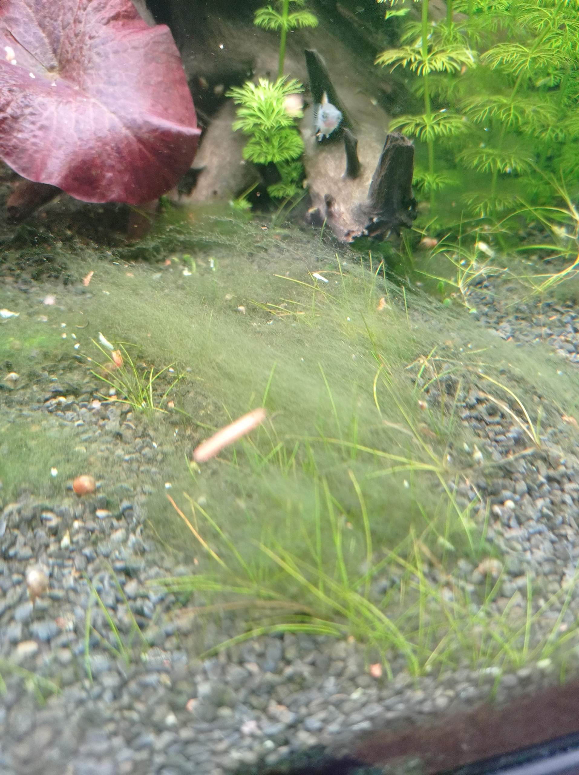 Alge? (Aquarium, Algen, Algenbefall)