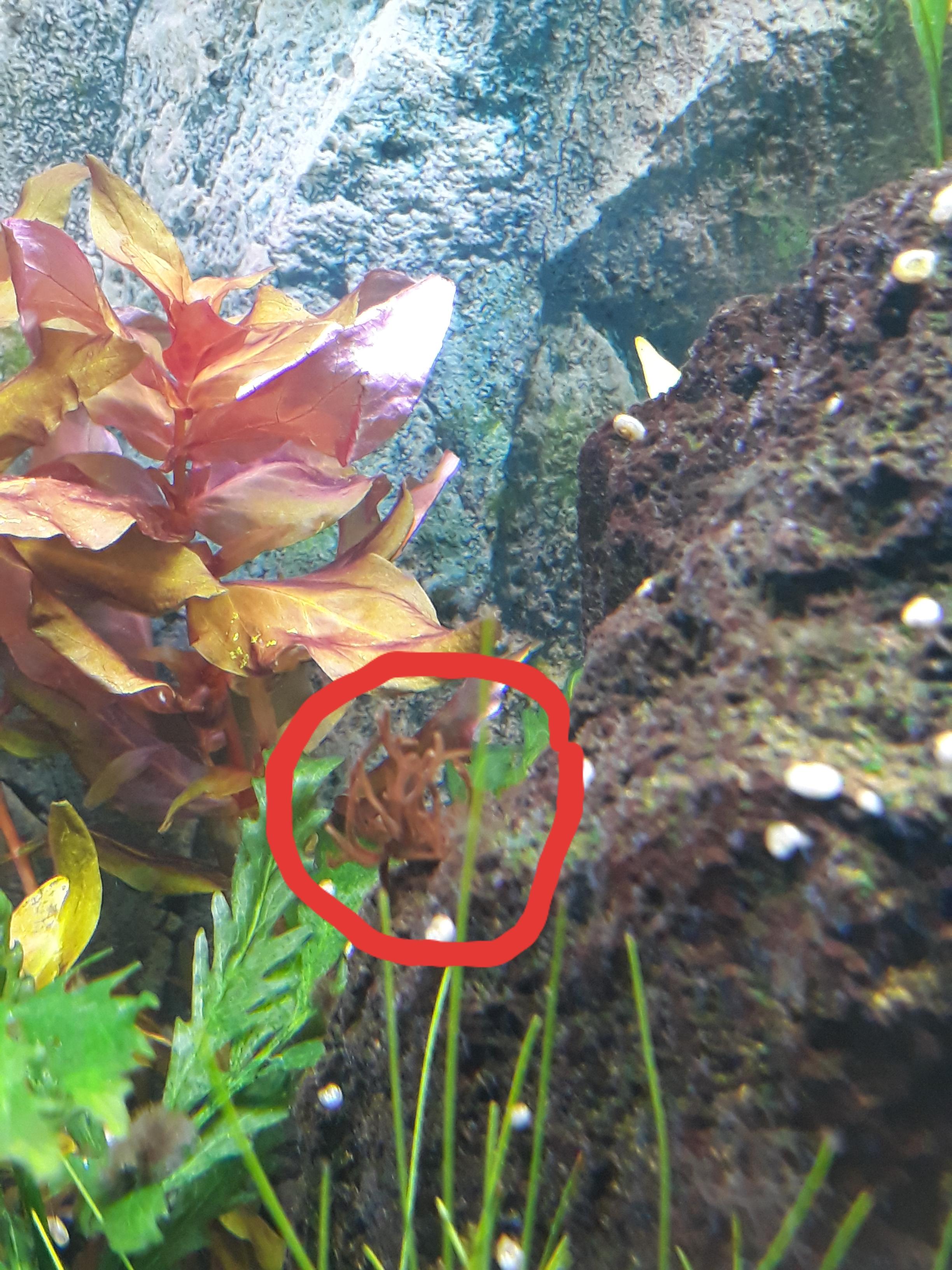 Alge im Aquarium? (Pflanzen, Fische, Aquaristik)