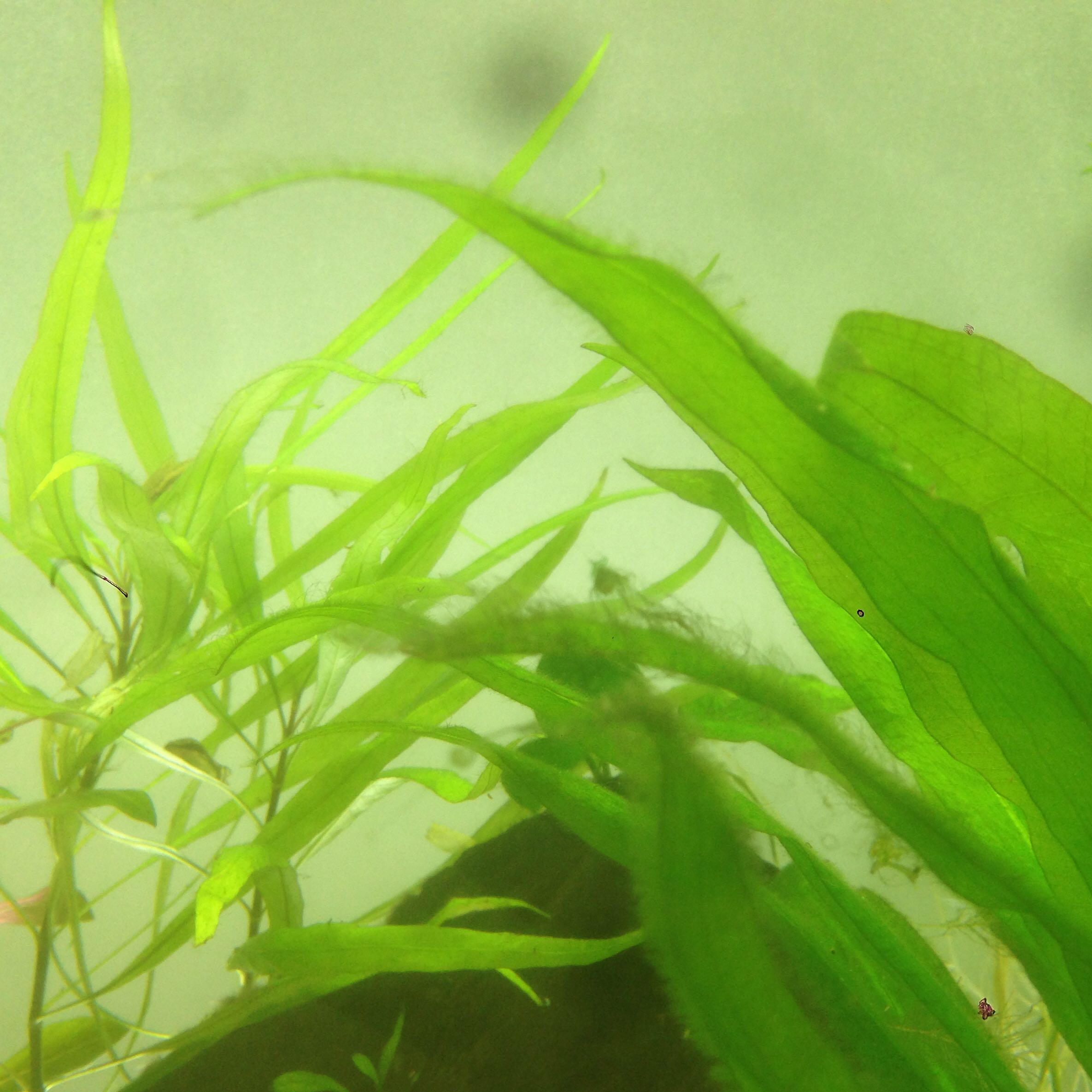 Was kann der Grund für zu viele Algen im Aquarium sein? (Aquaristik)