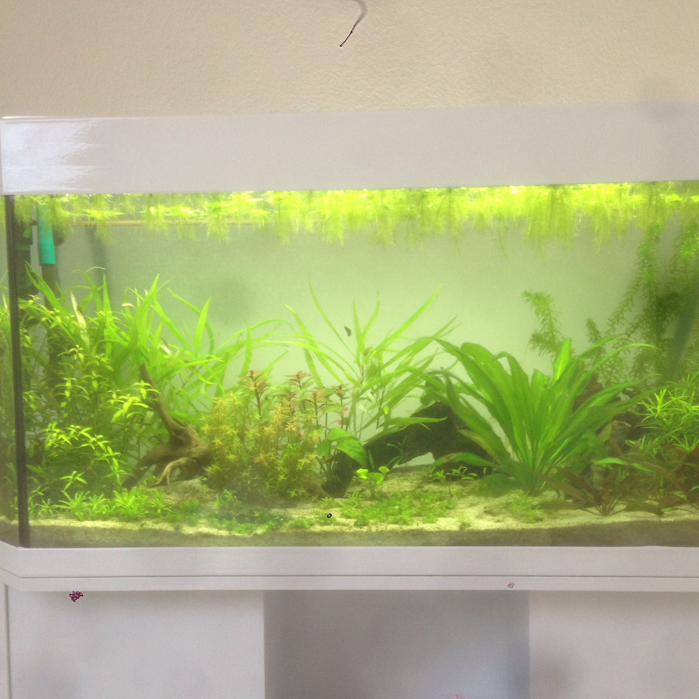 Was kann der Grund für zu viele Algen im Aquarium sein? (Aquaristik)