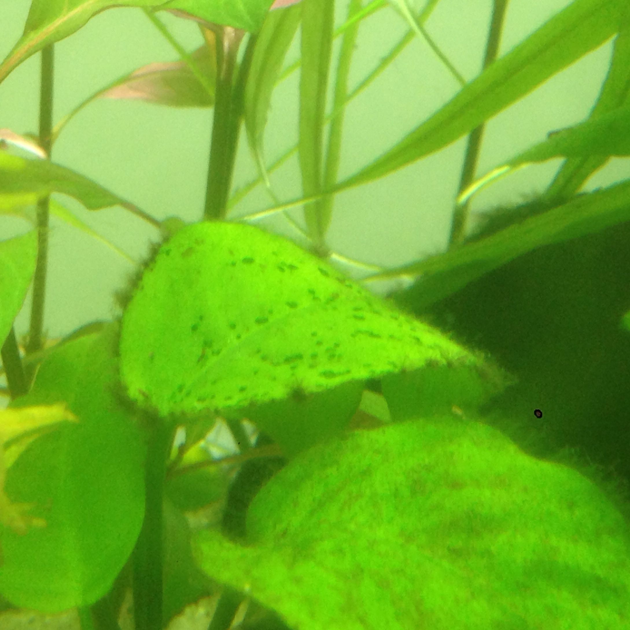 Was kann der Grund für zu viele Algen im Aquarium sein? (Aquaristik)