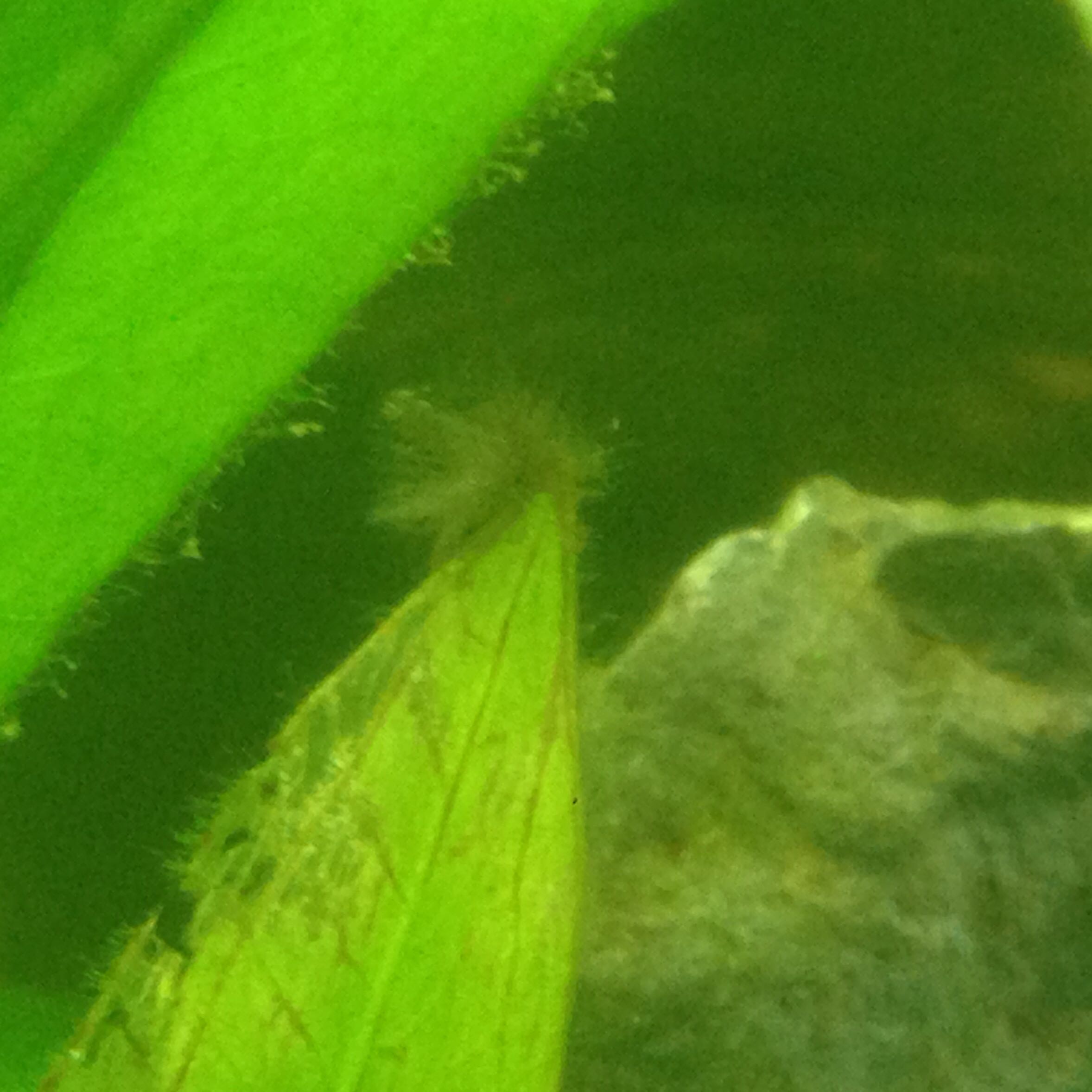 Was kann der Grund für zu viele Algen im Aquarium sein? (Aquaristik)